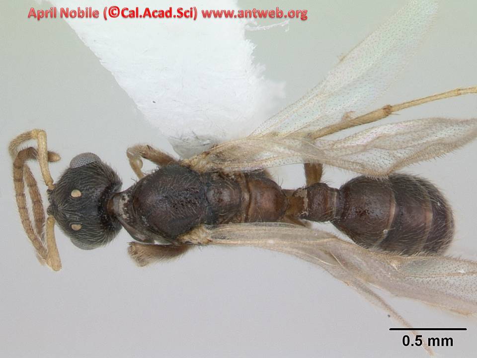 DORSAL DORSAL